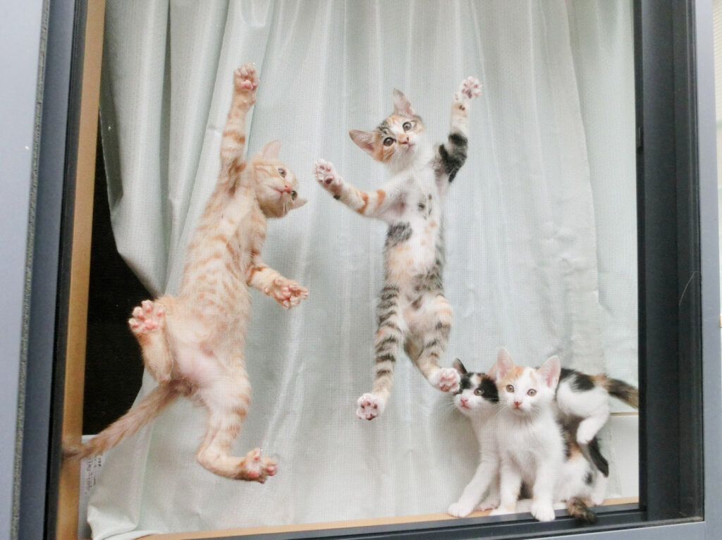 子猫が網戸に飛びついている写真